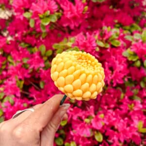 Fleur-fondant-Le-Dahlia-chevrefreuille