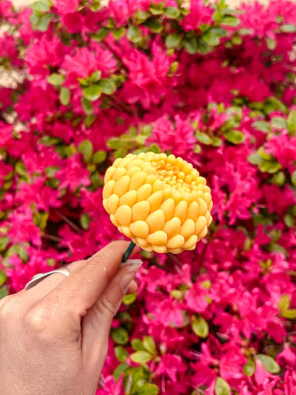 Fleur-fondant-Le-Dahlia-chevrefreuille