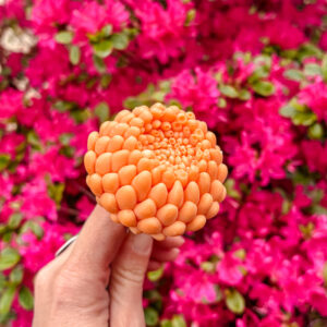 Fleur-fondant-Le-Dahlia-neroli