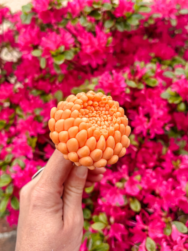 Fleur-fondant-Le-Dahlia-neroli