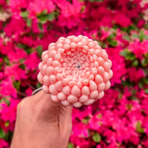 Fleur-fondant-Le-Dahlia-fleur-damandier