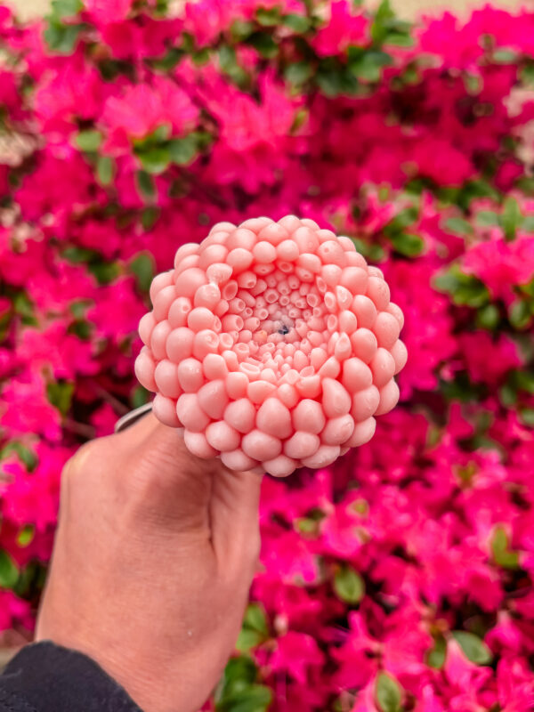 Fleur-fondant-Le-Dahlia-fleur-damandier