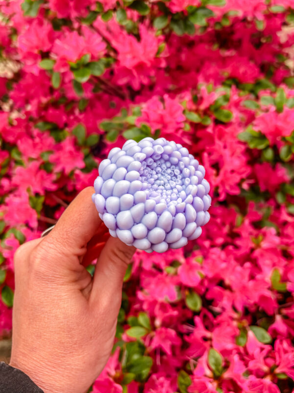 Fleur-fondant-Le-Dahlia-violet