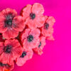 Fleur-Fondant-Coquelicot-5