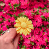 Fleur-fondant-La-Gerbera-chevrefeuille