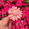 Fleur-fondant-La-Gerbera-fleur-damandier