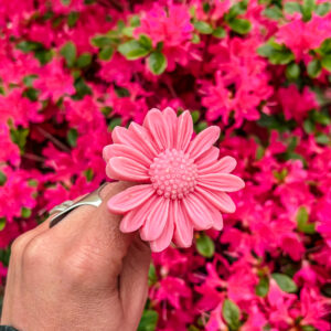 Fleur-fondant-La-Gerbera-Lilas