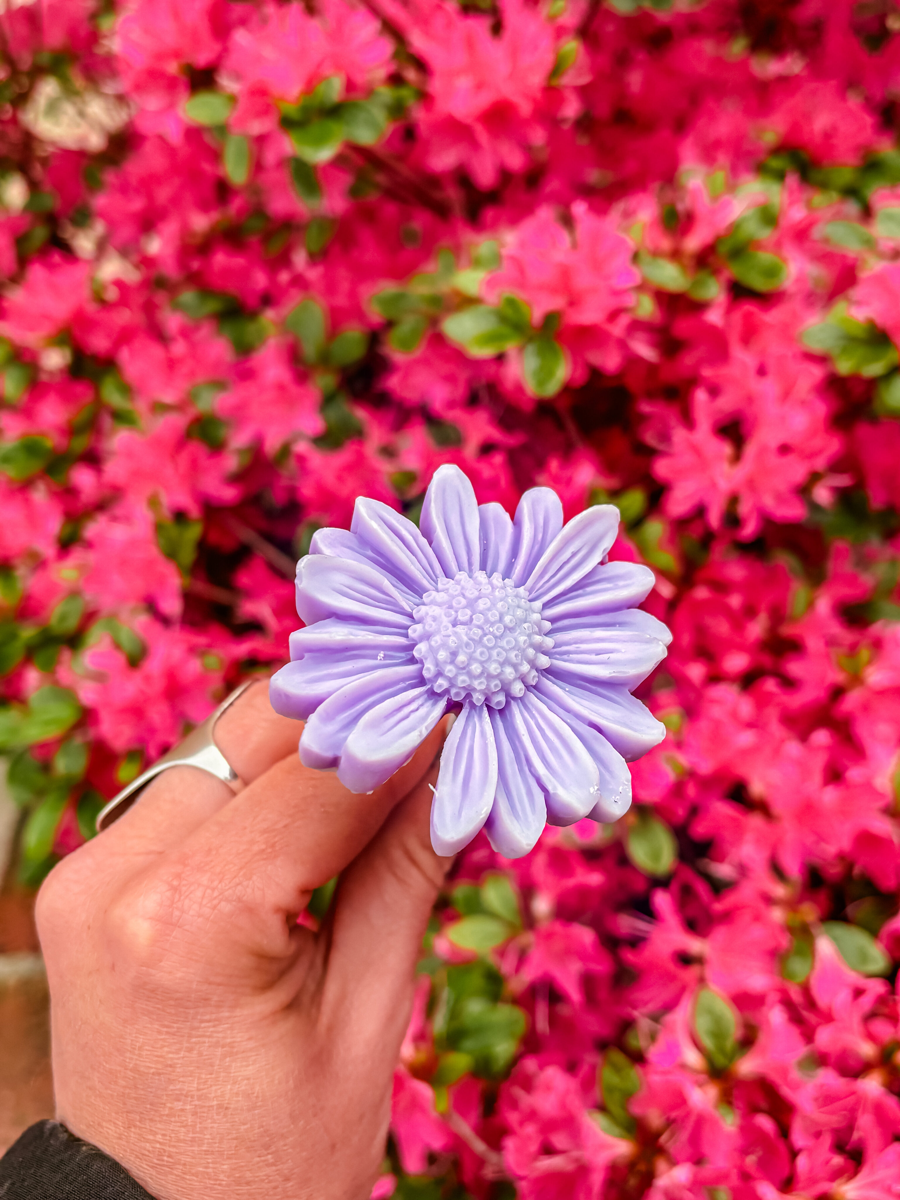 Fleur-fondant-La-Gerbera-violette