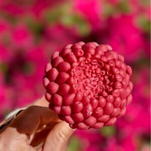 Fleur-fondant-Le-Dahlia-Hibiscus