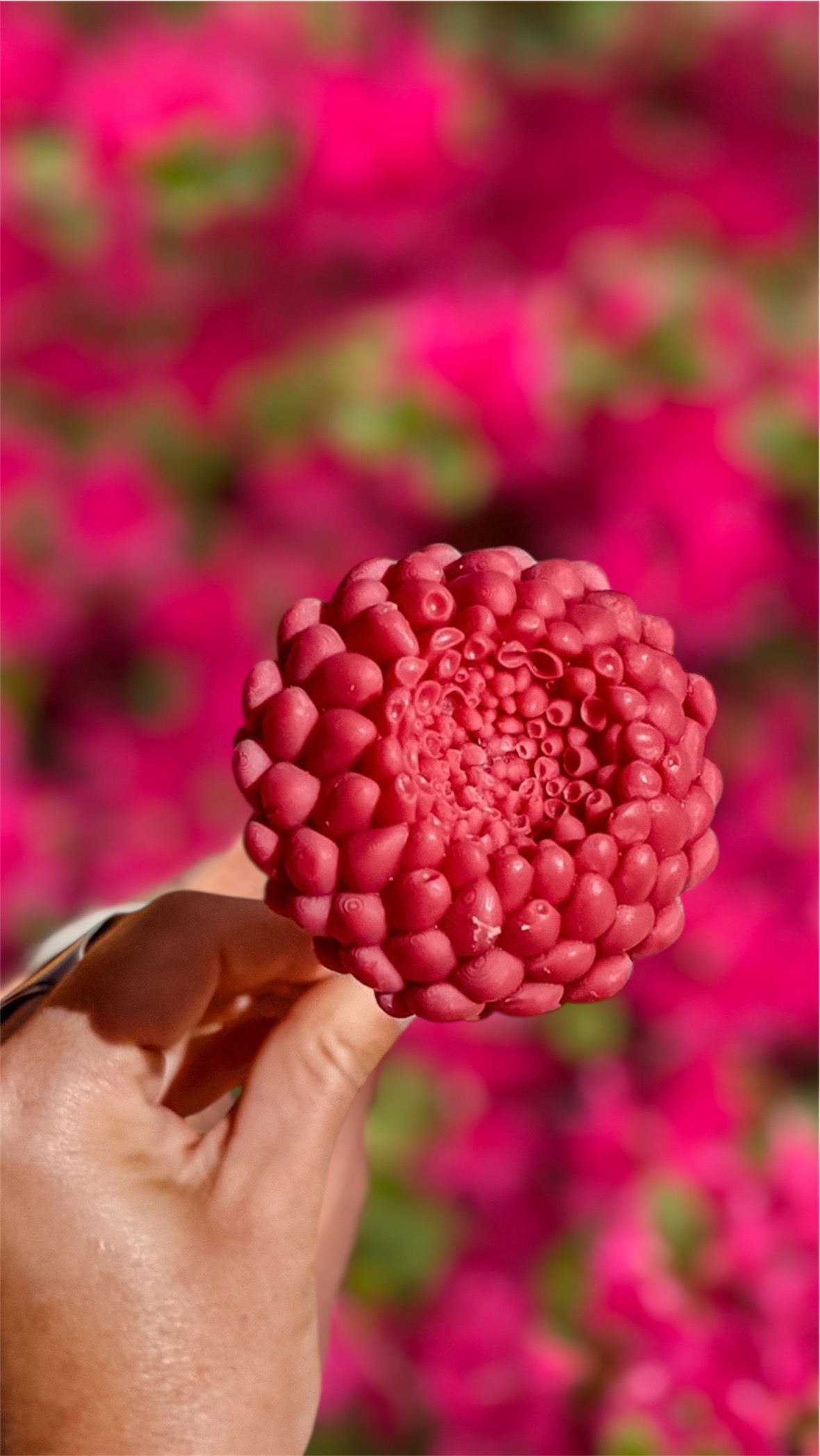 Fleur-fondant-Le-Dahlia-Hibiscus
