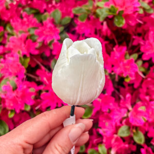 Fleur-Fondant-La-Tulipe-blanche