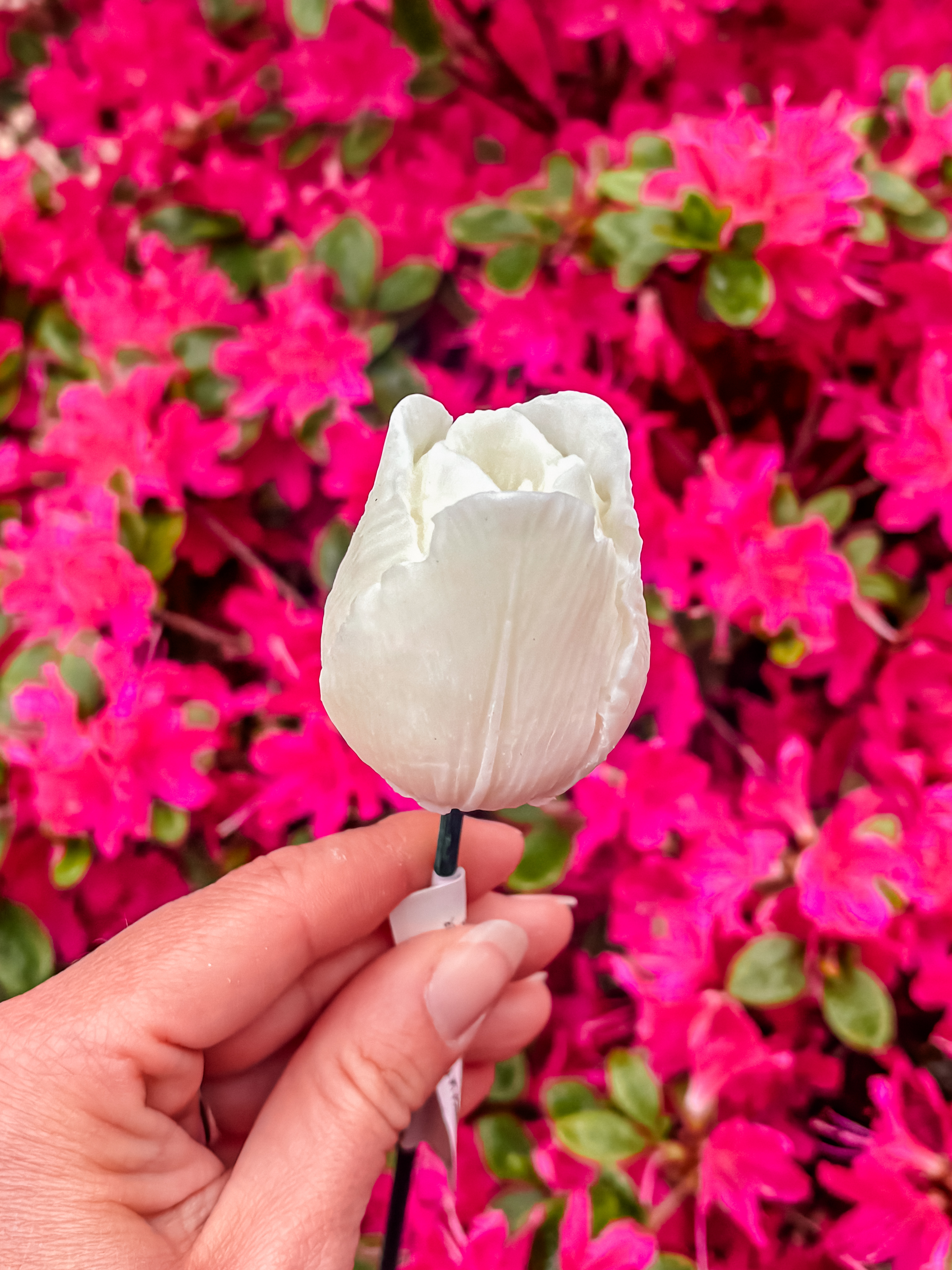 Fleur-Fondant-La-Tulipe-blanche
