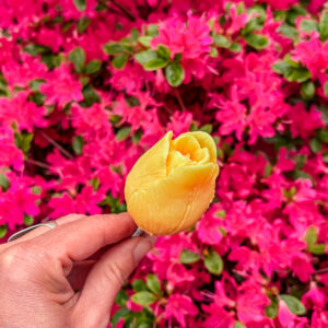 Fleur-Fondant-La-Tulipe-jaune