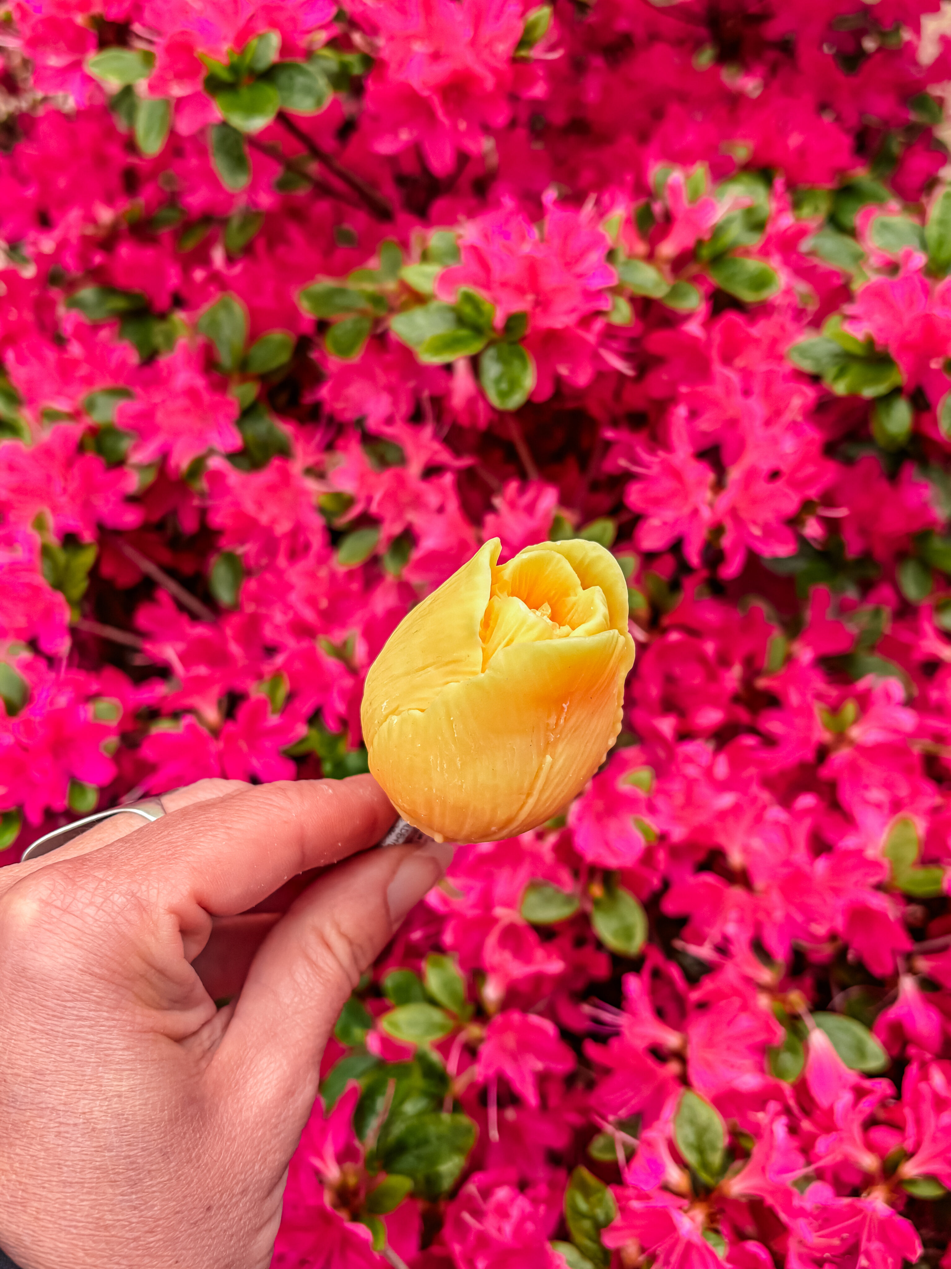 Fleur-Fondant-La-Tulipe-jaune