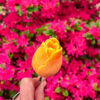 Fleur-Fondant-La-Tulipe-orange