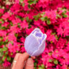 Fleur-Fondant-La-Tulipe-violette