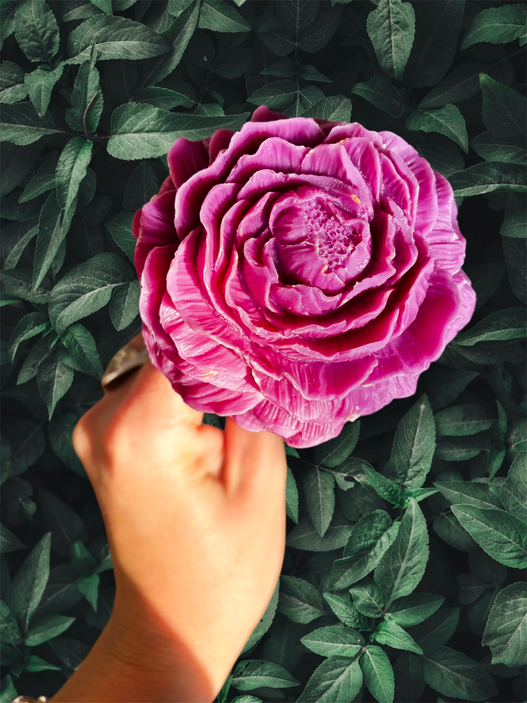 Fleur Francesca Pivoine mûre