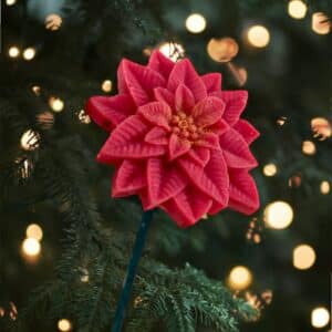 Fleur Noel Etoile De Noel