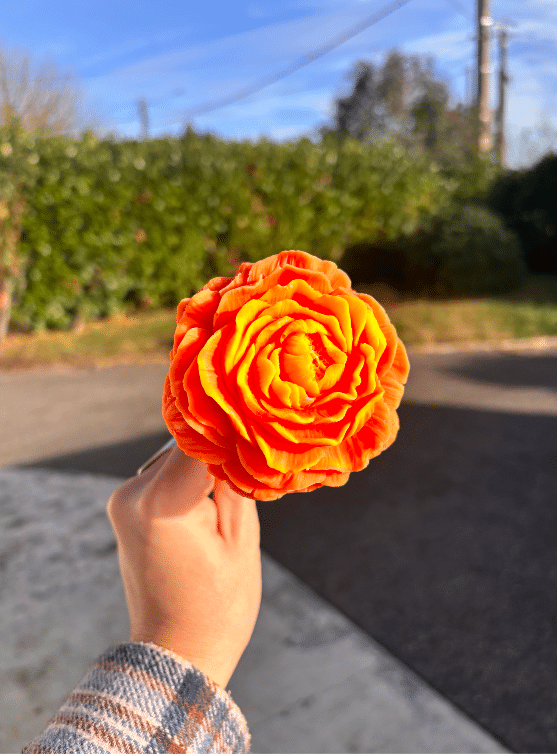 pivoine orange et jaune